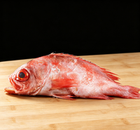 Vibrant Red Snapper: Freshness Redefined